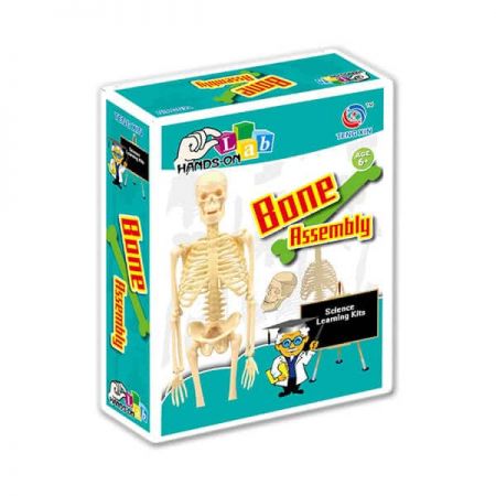 Bone Assembly