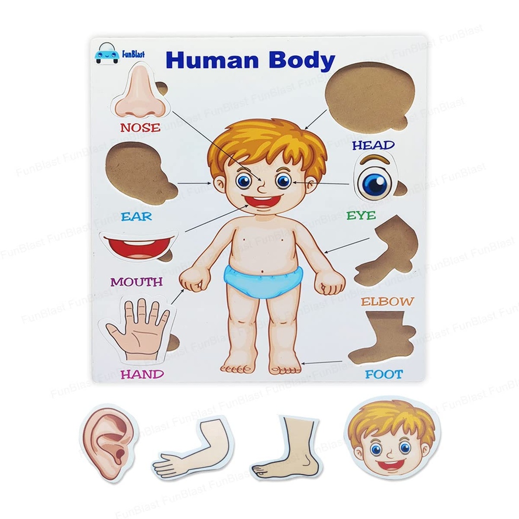 Parts Of the Body Puzzle